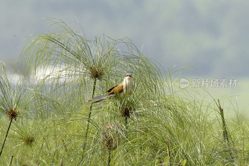 White-browed Coucal